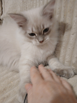Объявление: Котенок от любимой кошки, Бесплатно, Москва