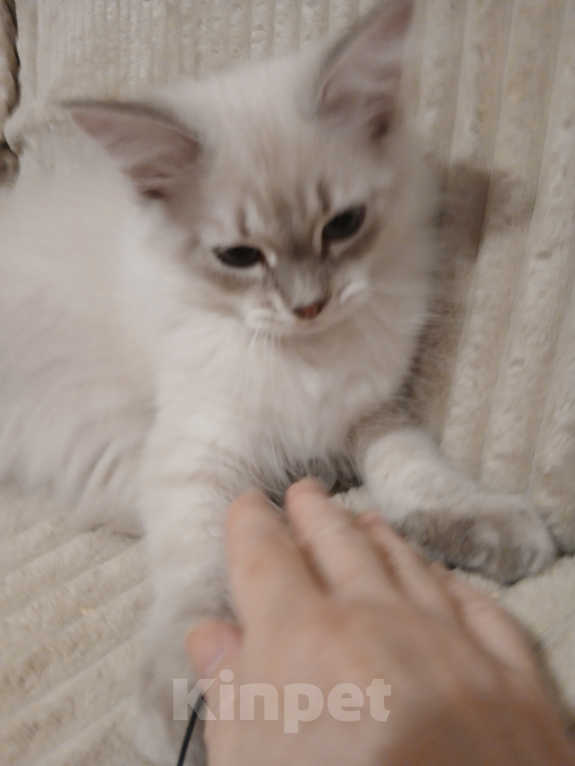 Кошки в Москве: Котенок от любимой кошки Мальчик, Бесплатно - фото 2