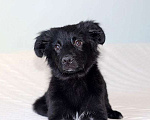 Собаки в Москве: Черное солнышко Стрелка, ласковый щеночек в добрые руки Девочка, 10 руб. - фото 5