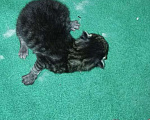 Кошки в Лобне: Котенок Мальчик, 5 руб. - фото 2