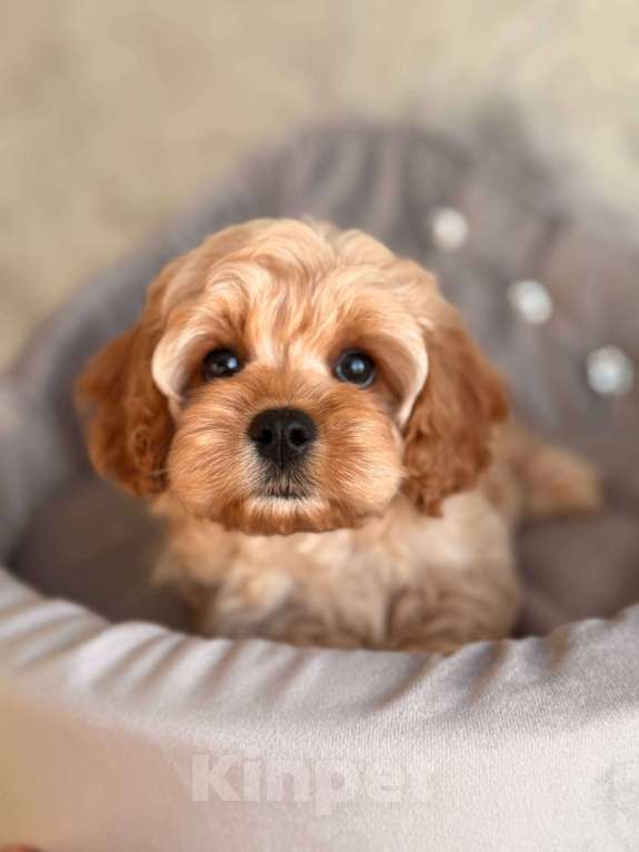 Собаки в Москве: Кавапу щенок Девочка, 120 000 руб. - фото 4