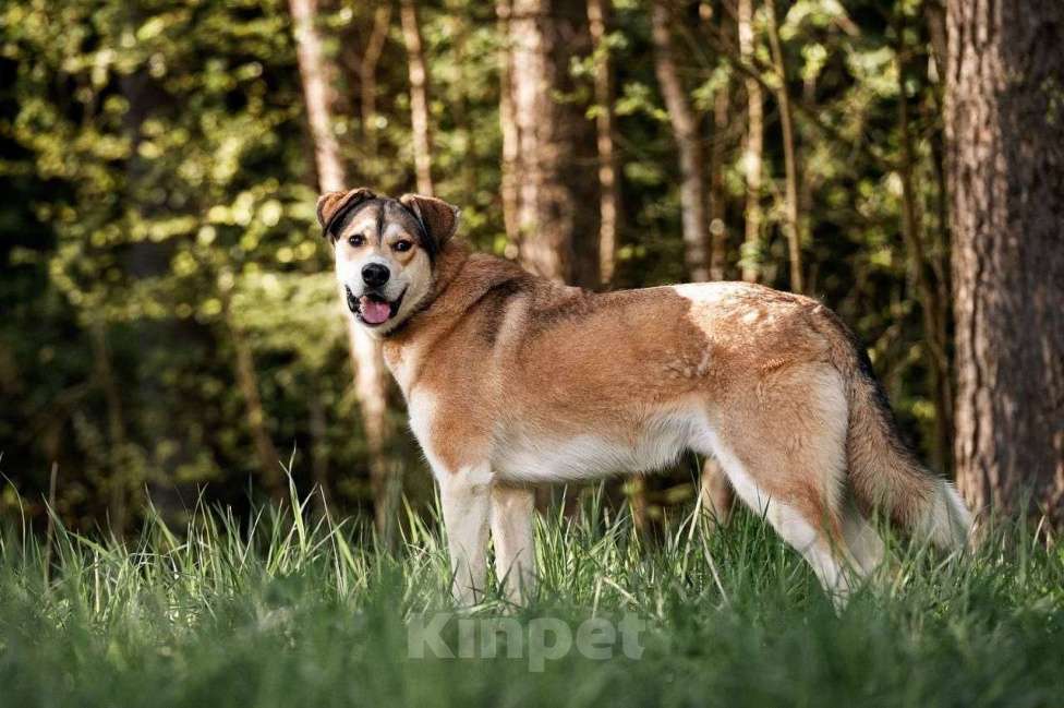 Собаки в Красногорске: ПЕРСИК Мальчик, Бесплатно - фото 3