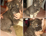 Собаки в Таганроге: Продам щенков Девочка, 2 000 руб. - фото 8
