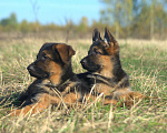 Собаки в Москве: Щенки немецкой овчарки, 25 000 руб. - фото 3