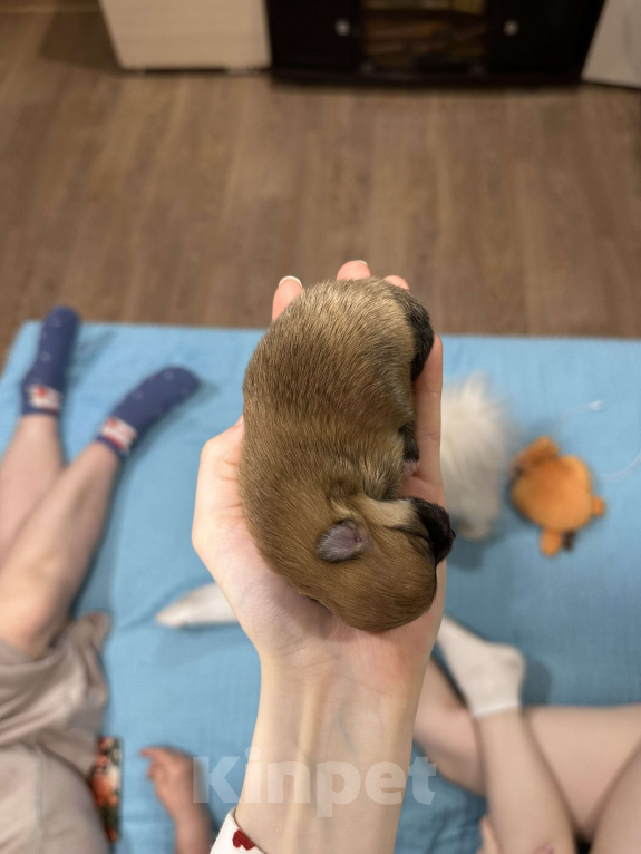 Собаки в Тюмени: Немецкий шпиц щенок девочка Девочка, 40 000 руб. - фото 5