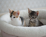 Кошки в Москве: Очаровательные двухмесячные котята ищут семью Девочка, 1 руб. - фото 8