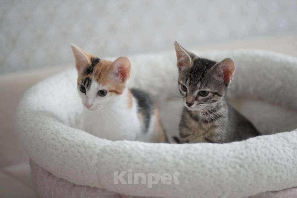 Кошки в Москве: Очаровательные двухмесячные котята ищут семью Девочка, 1 руб. - фото 8
