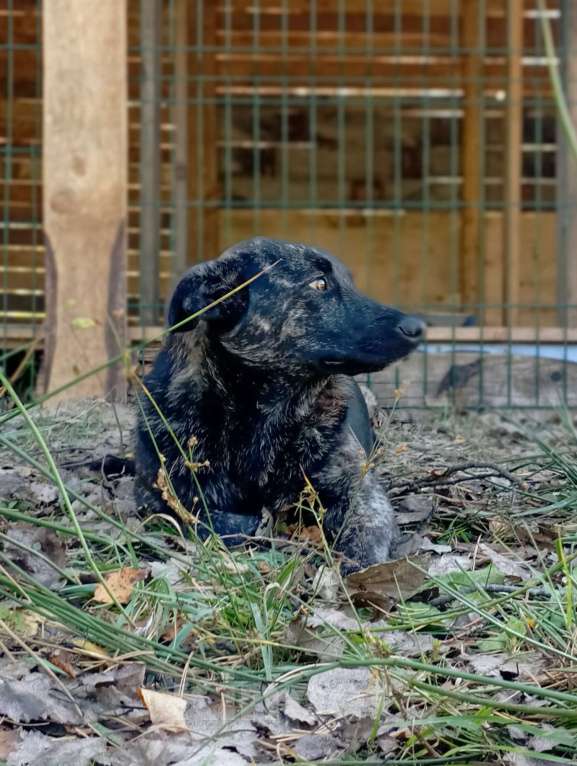 Собаки в других городах Владимирской области: Малышка в добрые руки Мальчик, Бесплатно - фото 2