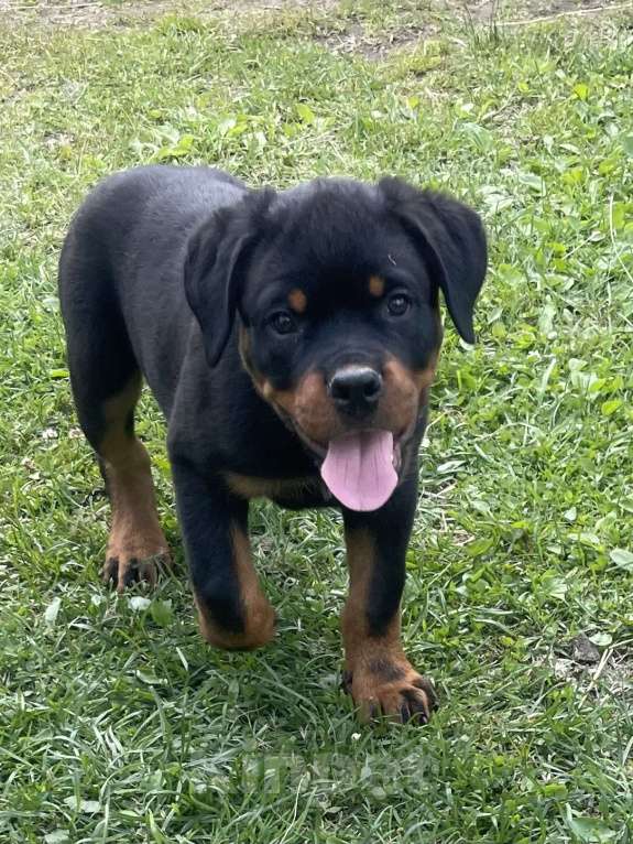 Собаки в других городах Ленинградской области: Щенок ротвейлера Мальчик, 60 000 руб. - фото 6