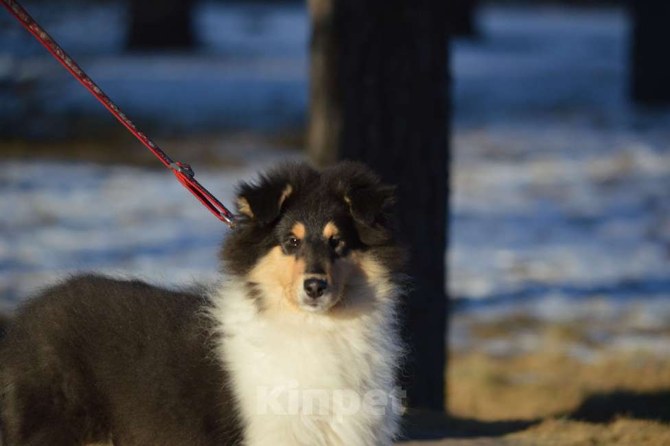 Собаки в Челябинске: Колли триколорного окраса Девочка, Бесплатно - фото 2