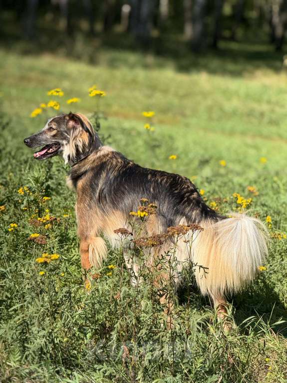 Собаки в Москве: Мистер улыбка Мультик Мальчик, Бесплатно - фото 2