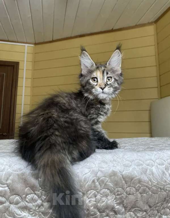 Кошки в Москве: Мейн-кун полидакт девчушка🔥 Девочка, 80 000 руб. - фото 4