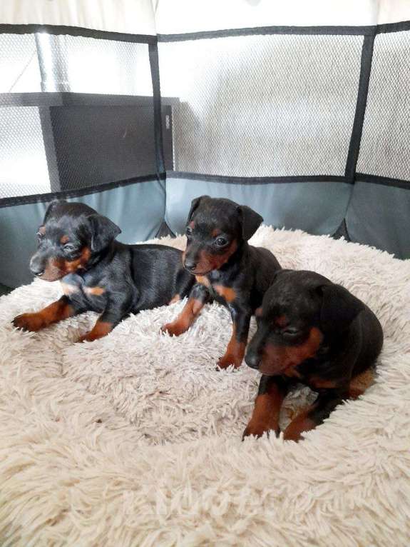 Собаки в других городах Калининградской области: Цвергпинчер Девочка, 55 000 руб. - фото 5