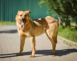 Собаки в Москве: Алтай-пес, которого никто не замечает!!!! где ему найти свое счастье? Мальчик, Бесплатно - фото 8
