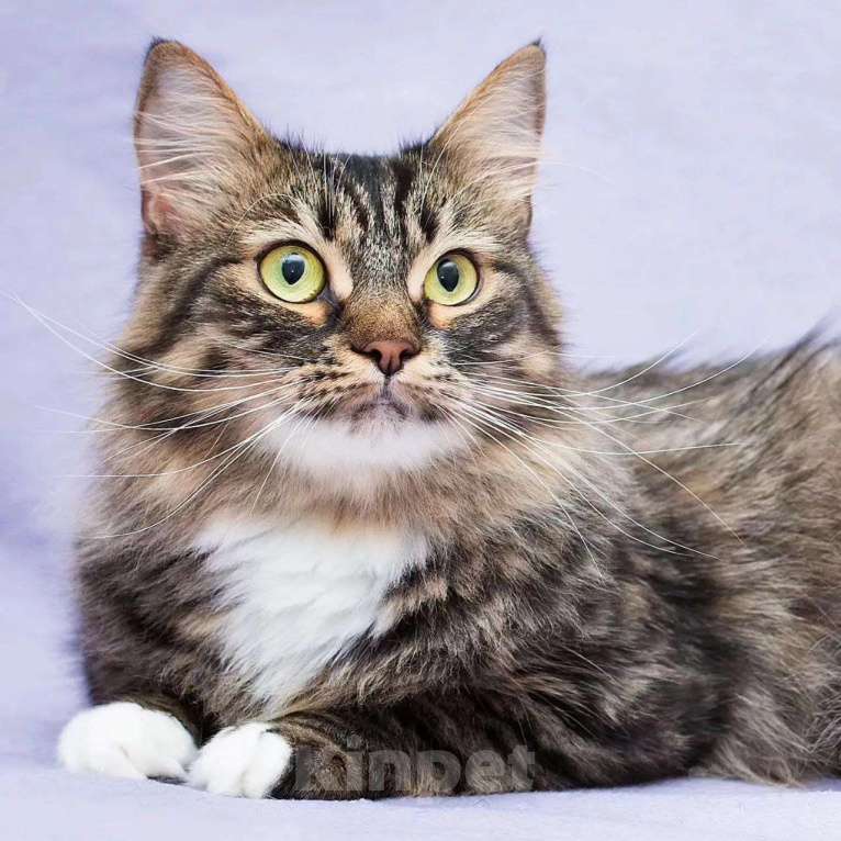 Кошки в Москве: Пушистую кошечку никто не замечает Девочка, Бесплатно - фото 3