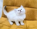 Кошки в Москве: Самая нежная малышка Рэгдолл  Девочка, 37 000 руб. - фото 2
