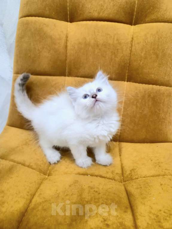 Кошки в Москве: Самая нежная малышка Рэгдолл  Девочка, 37 000 руб. - фото 2