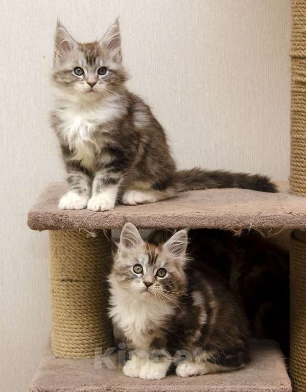 Кошки в Москве: Котята мейн-кун Мальчик, 30 000 руб. - фото 4