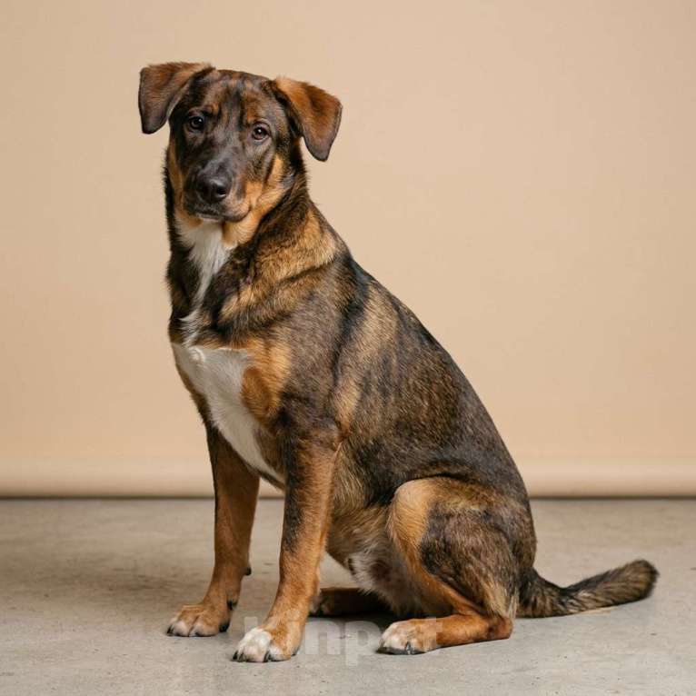 Собаки в Москве: щенок Боба в добрые руки Мальчик, Бесплатно - фото 3