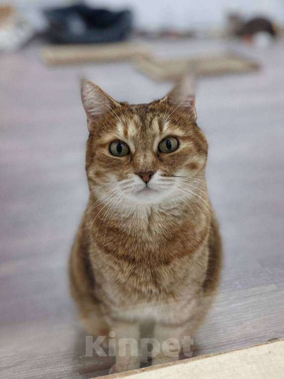 Кошки в Балашихе: Крутая кошка Шейла  Девочка, Бесплатно - фото 7