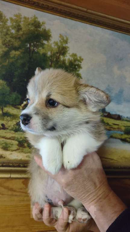 Собаки в Москве: Мальчик красавчик коржик Мальчик, 75 000 руб. - фото 3