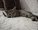 Кошки в Дмитрове: Маленький котенок ищет дом. Мальчик, Бесплатно - фото 7