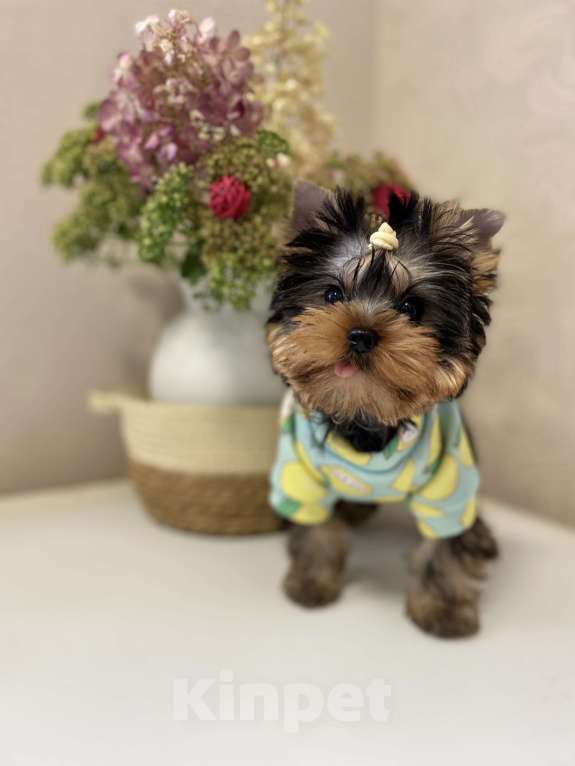 Собаки в Москве: Йоркширский терьер щенки Мальчик, Бесплатно - фото 3