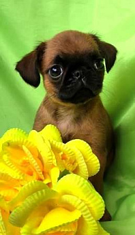 рыжий мальчик пти брабансона