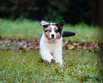 Собаки в Звенигороде: Щенки австралийской овчарки   Мальчик, 90 000 руб. - фото 4