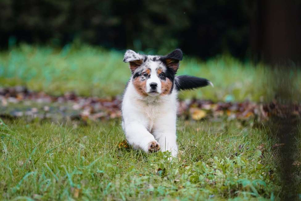 Собаки в Звенигороде: Щенки австралийской овчарки   Мальчик, 90 000 руб. - фото 4