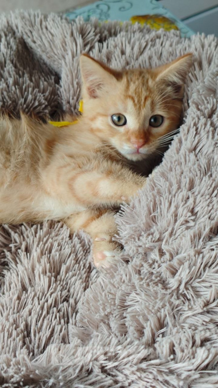 Кошки в Москве: Котятки малышатки 2,5 мес Мальчик, Бесплатно - фото 4