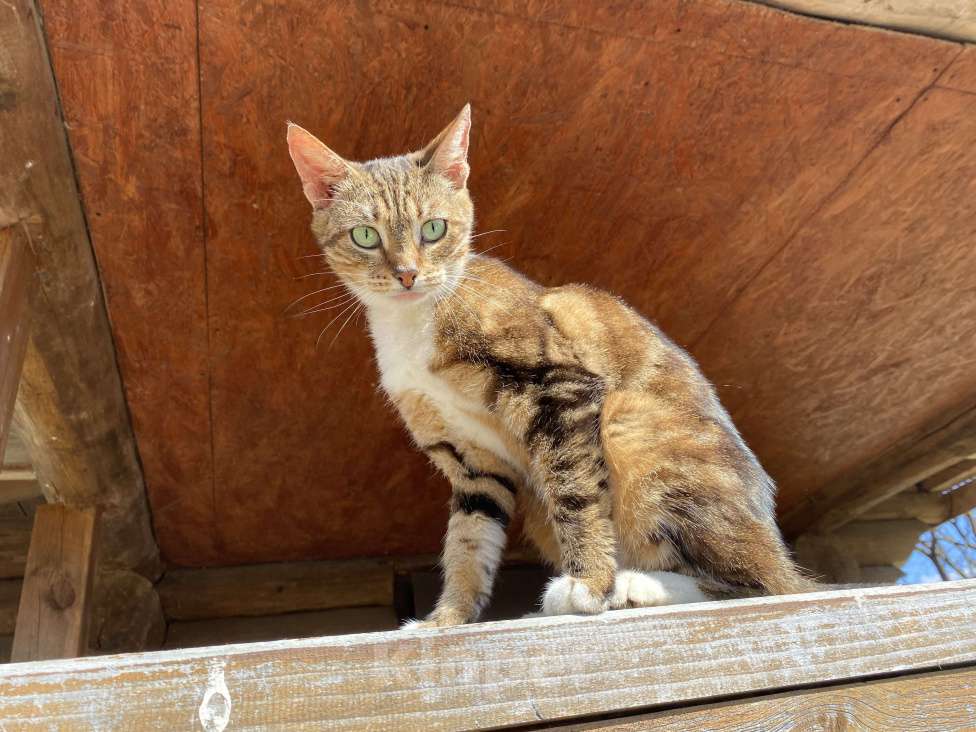 Кошки в Москве: Кошка , почти бенгал) Девочка, Бесплатно - фото 3