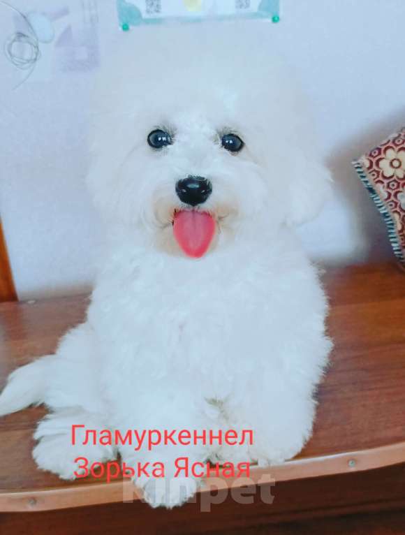 Собаки в Казани: Девочка выставочная  Девочка, Бесплатно - фото 2