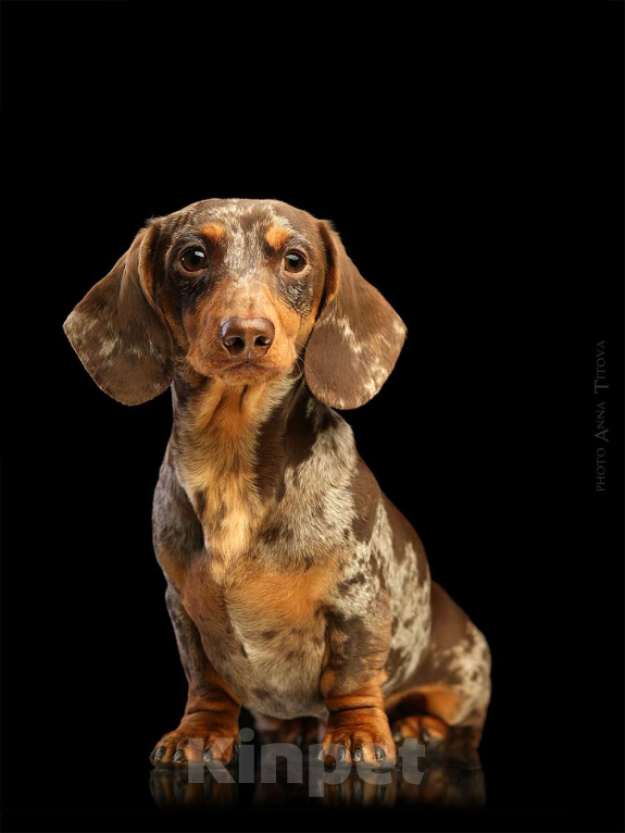 Собаки в Москве: Миниатюрный коричнево-мраморный кобель  Мальчик, 25 000 руб. - фото 3