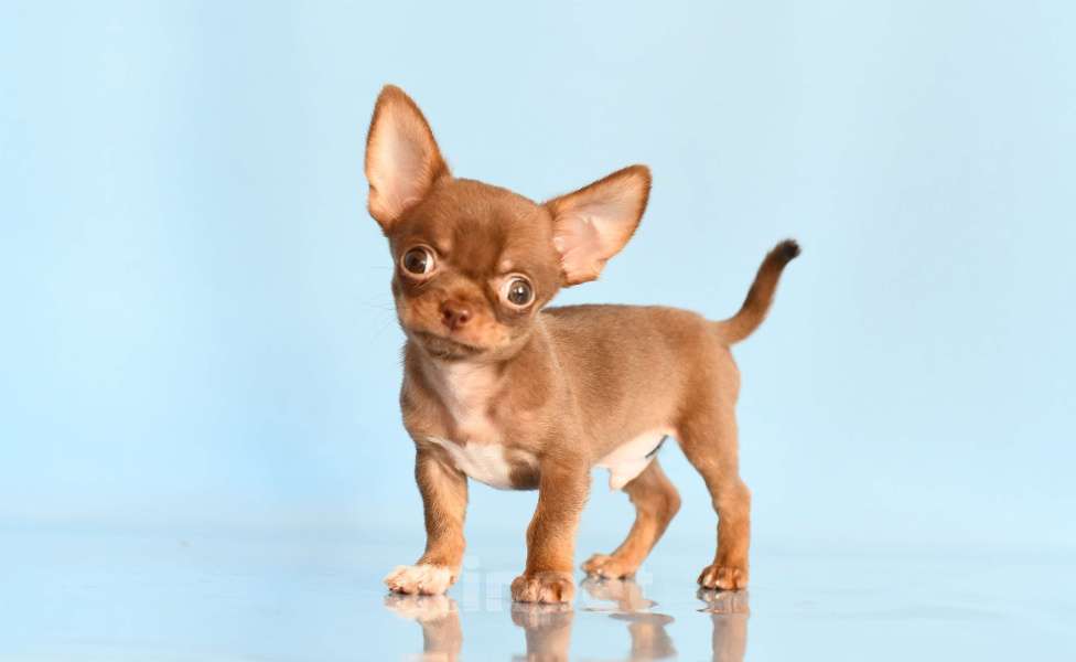 Собаки в Раменском: Арик Мальчик, 55 000 руб. - фото 4