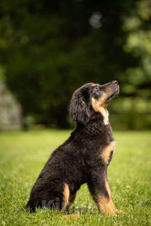Собаки в Москве: Щенок ховаварта из питомника в Москве  Девочка, Бесплатно - фото 3
