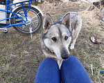 Собаки в Малом Вишере: Лайка ищет хозяина  Девочка, Бесплатно - фото 4