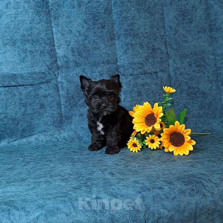 Собаки в Санкт-Петербурге: Чёрный йоркширский терьер мальчик Мальчик, 75 000 руб. - фото 2
