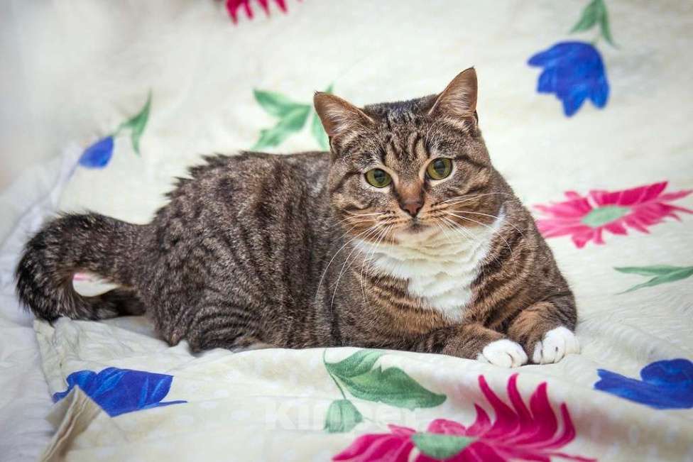 Кошки в Москве: Скромная полосатая кошечка Шуша в добрые руки Девочка, Бесплатно - фото 4