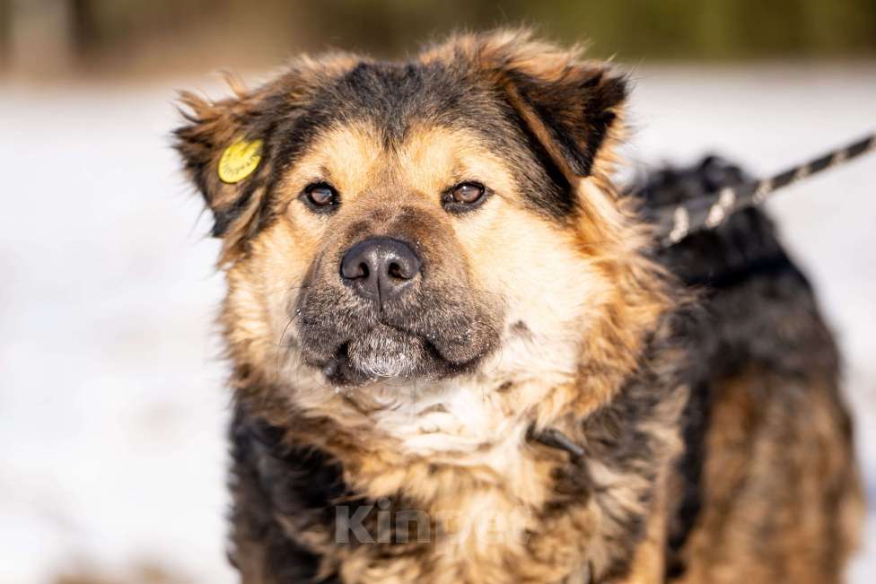 Собаки в Клине: Шарпундель — невероятный пёс Мальчик, Бесплатно - фото 6