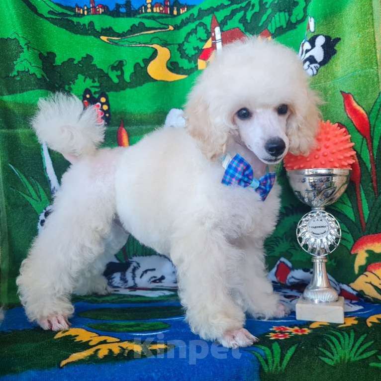 Собаки в Москве: Миниатюрный пудель белый мальчик Мальчик, 60 000 руб. - фото 3