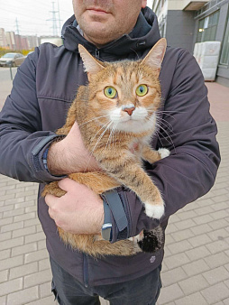 Объявление: Отдам кошку в добрые руки, Бесплатно, Мурино