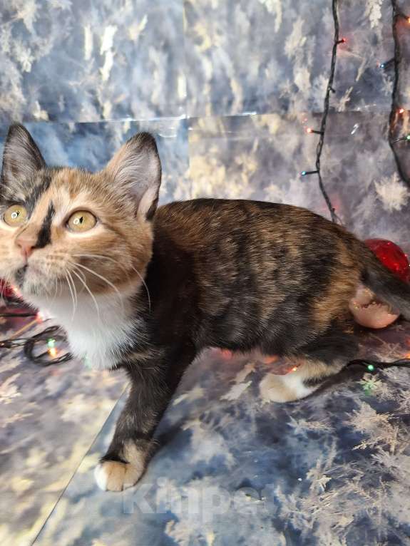 Кошки в Москве: Котёнок с капелькой на носу в поисках хозяев  Девочка, Бесплатно - фото 8