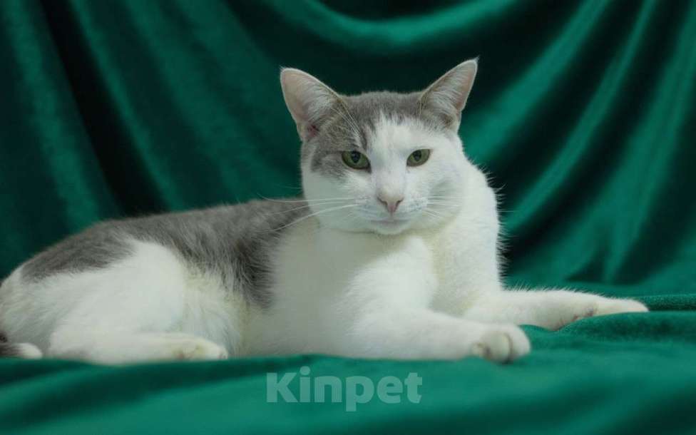 Кошки в Голицыно: 💚 Ищем любящих и заботливых хозяев для котика 💚 Мальчик, Бесплатно - фото 2