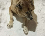 Собаки в Екатеринбурге: Потерялась собака в районе эльмаш. Приметы:добрая, светло-песочного цвета, есть ошейник, Мальчик, Бесплатно - фото 1