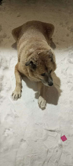 Объявление: Потерялась собака в районе эльмаш. Приметы:добрая, светло-песочного цвета, есть ошейник,, Бесплатно, Екатеринбург