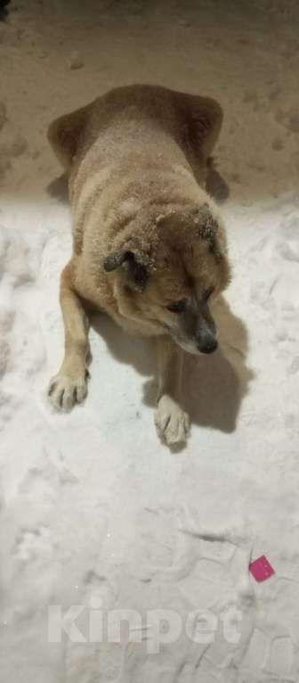Собаки в Екатеринбурге: Потерялась собака в районе эльмаш. Приметы:добрая, светло-песочного цвета, есть ошейник, Мальчик, Бесплатно - фото 1