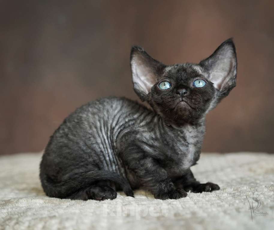 Кошки в Москве: Девон-рекс черная Девочка Девочка, Бесплатно - фото 5