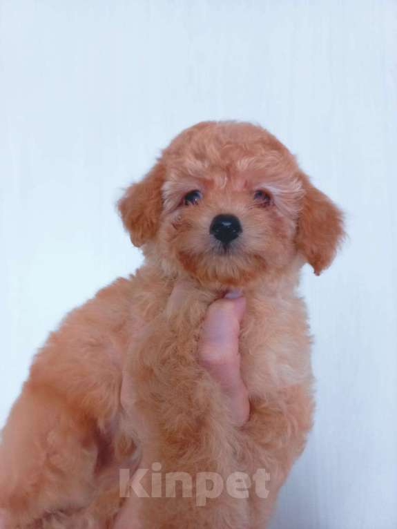 Собаки в Москве: Продам крпсавицу девочку той-пуделя Девочка, 85 000 руб. - фото 3