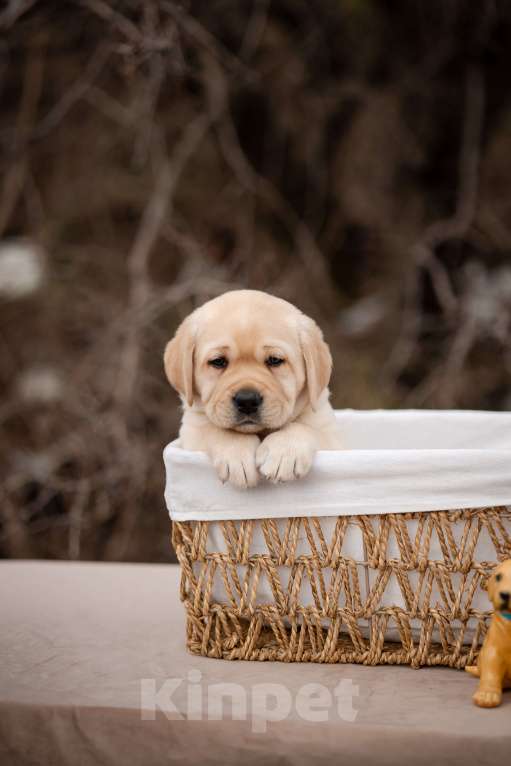 Собаки в Новороссийске: щенки в питомнике Астер Либерти Лабро Мальчик, Бесплатно - фото 5